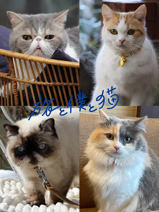 旅行和我和猫(全集)