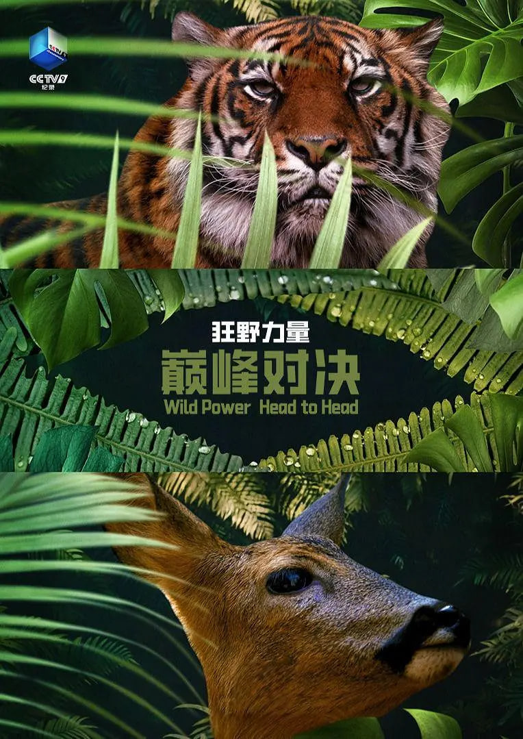 狂野的力量：巅峰对决 第一季(全集)